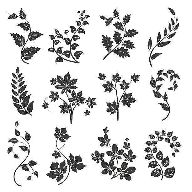 illustrazioni stock, clip art, cartoni animati e icone di tendenza di rami ricci silhouette con foglie - computer graphic leaf posing plant