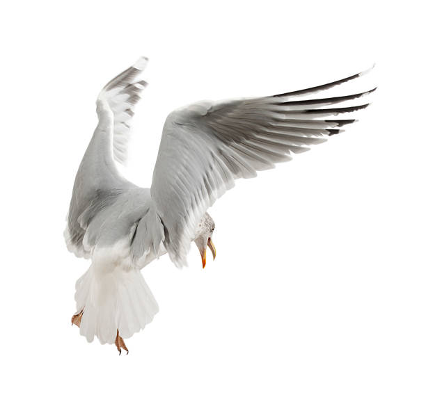 istock European Herring Gull, Larus argentatus, 4 years old, flying 625451668