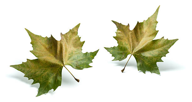 Free picture: Dry brown maple leaf in the process of decomposition on ...