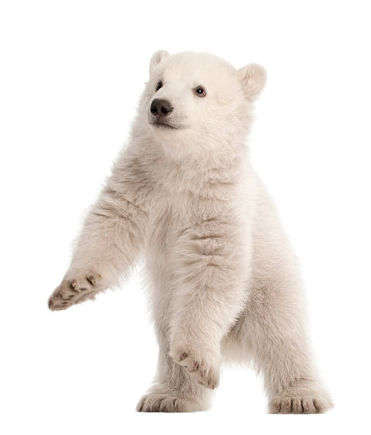 istock Polar bear cub, Ursus maritimus, 3 months old, standing 625452500