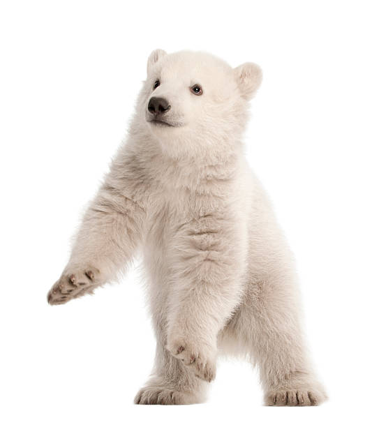 Polar bear cub, Ursus maritimus, 3 months old, standing Polar bear cub, Ursus maritimus, 3 months old, standing against white background polar bear photos stock pictures, royalty-free photos & images