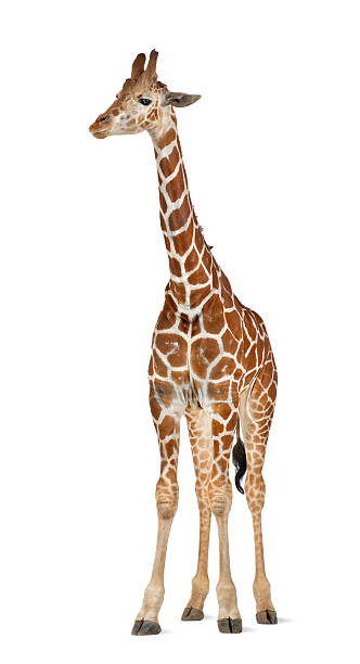 istock Somali Giraffe standing in front of a white background 625452658