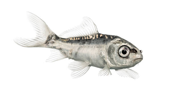 istock Side view of a grey koi isolated on white 625453158