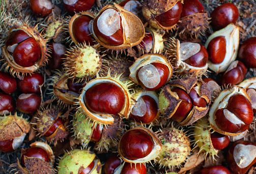 Chestnut husks hanging from a large chestnut tree.