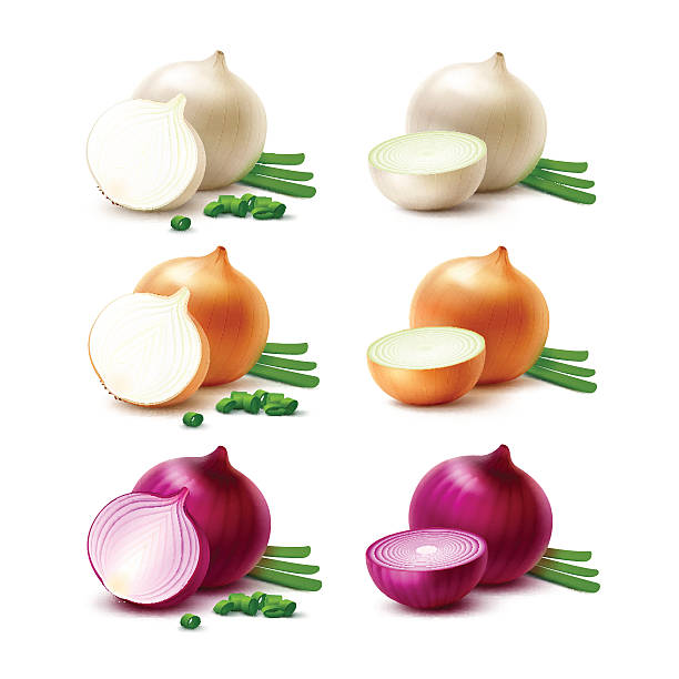 Set of White Yellow Red Onion Bulbs Isolated Vector Set of Fresh Whole and Sliced White Yellow Red Onion Bulbs with Chopped Green Onions Close up Isolated on White Background onion stock illustrations