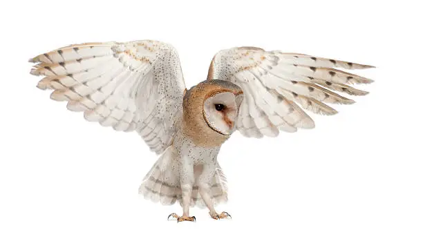 Photo of Barn Owl, Tyto alba, 4 months old, flying