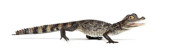istock Spectacled Caiman in front of a white background 625454222