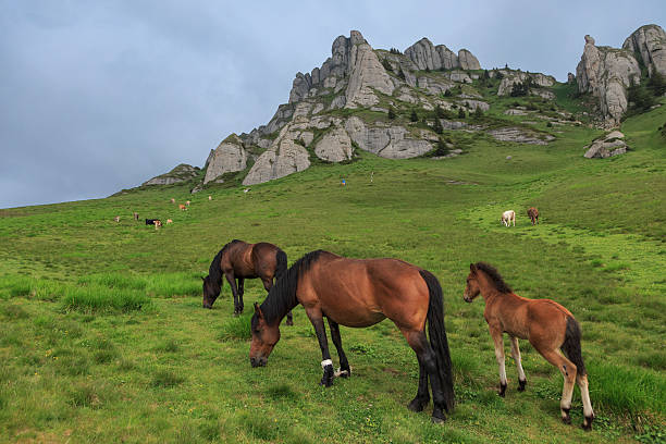 Horses grazing on the transylvanian hillside, Romania