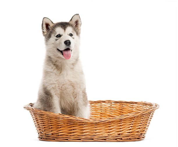 istock Alaskan Malamute puppy sitting in a basket isolated on white 625455924