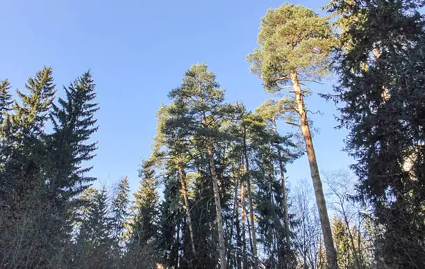 Photo of Winter forest in december