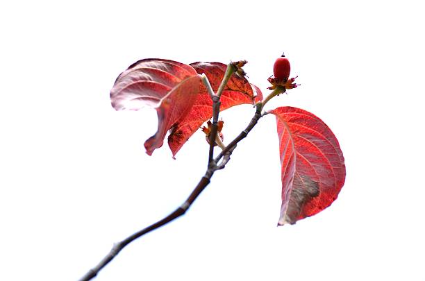 Fruits of dogwood on a white background