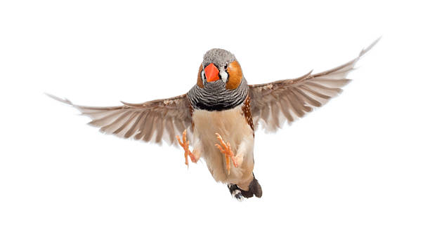 Zebra Finch flying, Taeniopygia guttata, against white background Zebra Finch flying, Taeniopygia guttata, against white background zebra finch stock pictures, royalty-free photos & images