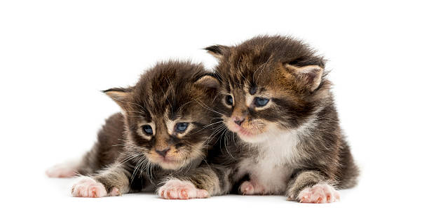 istock Maine coon kittens looking away isolated on white 625458080