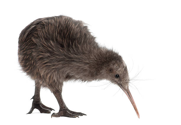 North Island Brown Kiwi, Apteryx mantelli, 5 months old, walking against white background