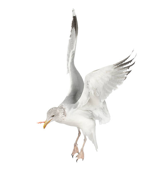 istock European Herring Gull, Larus argentatus, 4 years old, flying 625458368