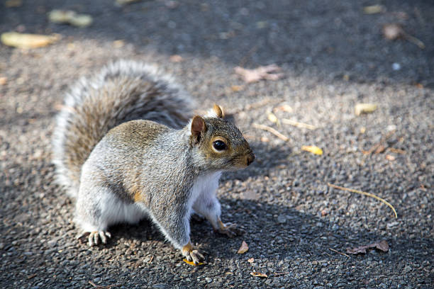 istock Eastern grey squirrel in a New York public park 625458512