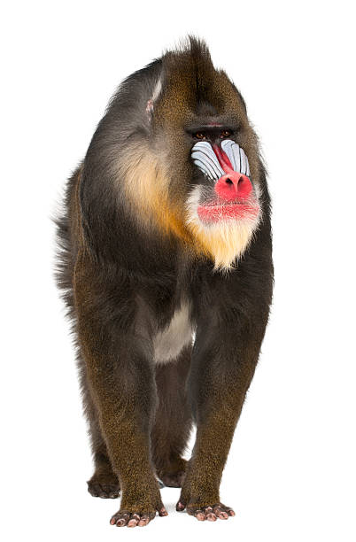 Mandrill, Mandrillus sphinx, 22 years old, isolated on white Mandrill, Mandrillus sphinx, 22 years old, primate of the Old World monkey family against white background mandrill stock pictures, royalty-free photos & images