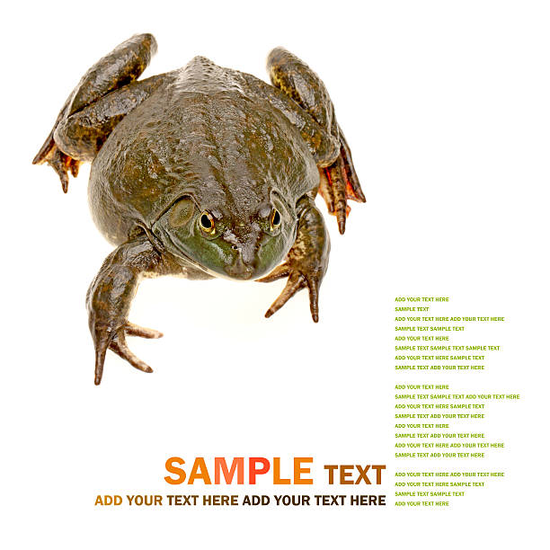 Bullfrog, Rana catesbeiana, against white background, studio shot