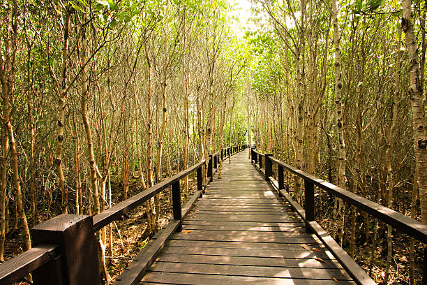 istock Wood bridge and mangrove forest in Pranburi, Prachuap Khiri Khan 625459362