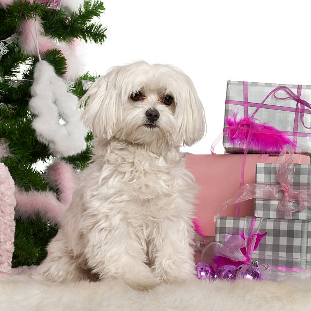 istock Maltese, 2 years old, with Christmas tree and gifts 625459696