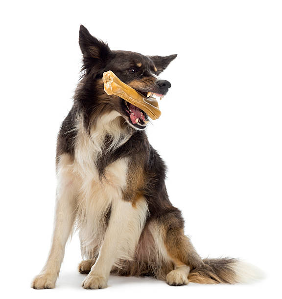 istock Border Collie sitting and chewing bone against white background 625460780