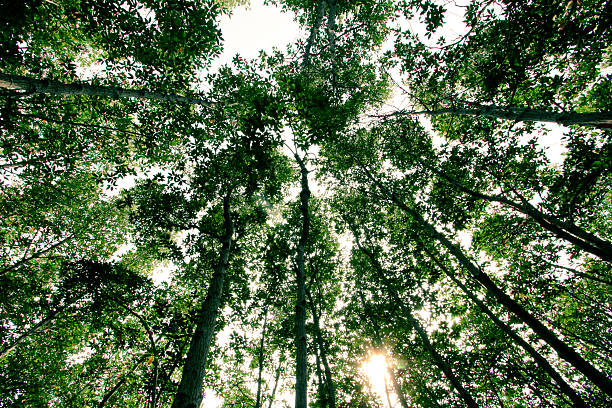 istock Tree Mangrove  , Pranburi Forest National Park 625460942