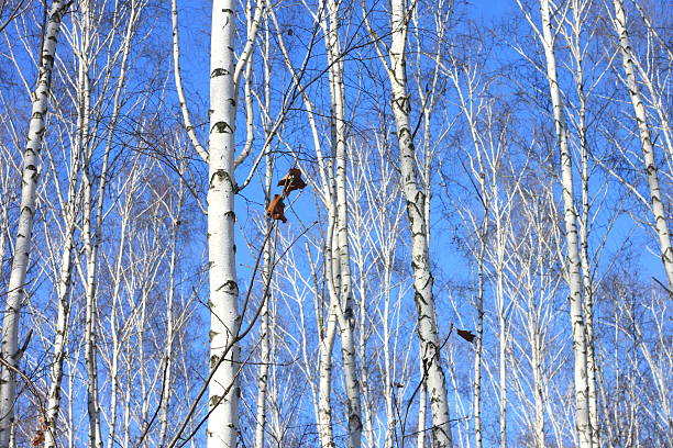 istock Beautiful landscape with white birches against blue sky 625466568