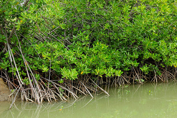 istock Tree Mangrove  , Pranburi Forest National Park 625468102