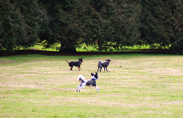 istock landscape of John Hendry Park 625469566