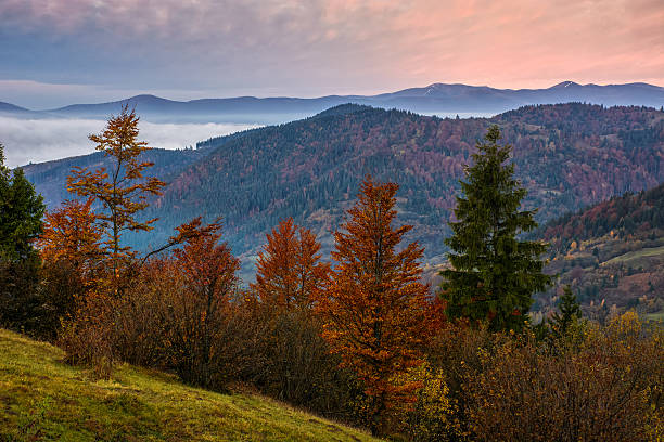 istock forest over foggy valley in autumn mountains 625470610
