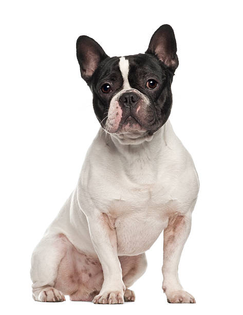 istock French Bulldog, 18 months old, sitting against white background 625470622