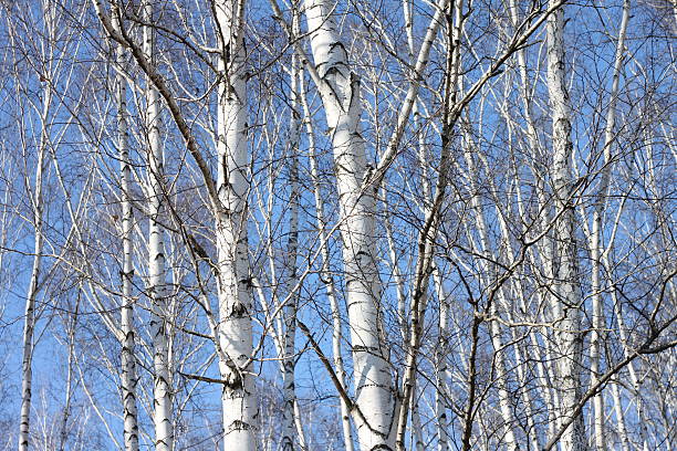 istock Beautiful landscape with white birches against blue sky 625472648