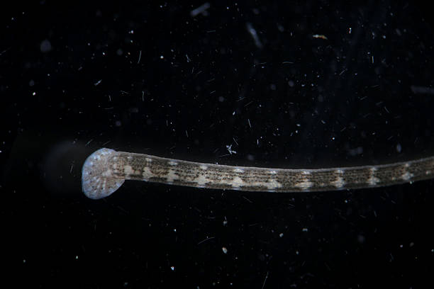 süßwasser-leech piscicola geometra durch mikroskop. parasit, krankheit von fischen - fish parasite stock-fotos und bilder