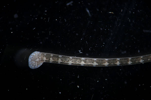istock Freshwater leech Piscicola geometra by microscope. Parasite, disease of fish 625473038