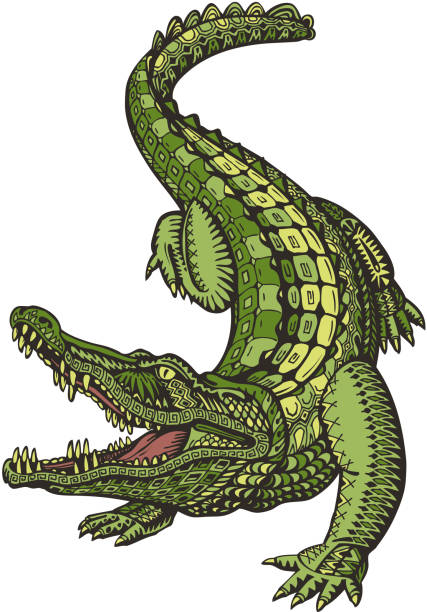 illustrations, cliparts, dessins animés et icônes de crocodile ou alligator. animal dans un style ethnique. illustration vectorielle - alligator white background crocodile reptile