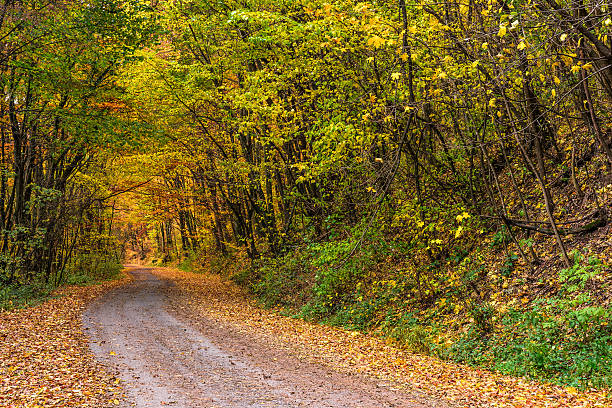 istock road throug autumn forest 625473244