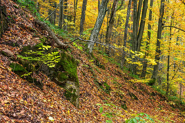istock forest with colorful foliage on sunny autumn day 625473440