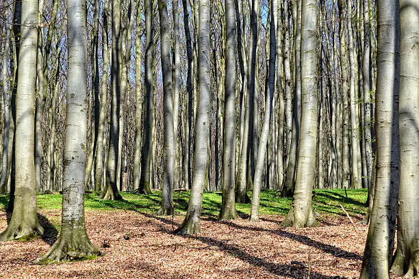 Beech forest in springtime with woodanemone on ground. Rugen Island (Germany)