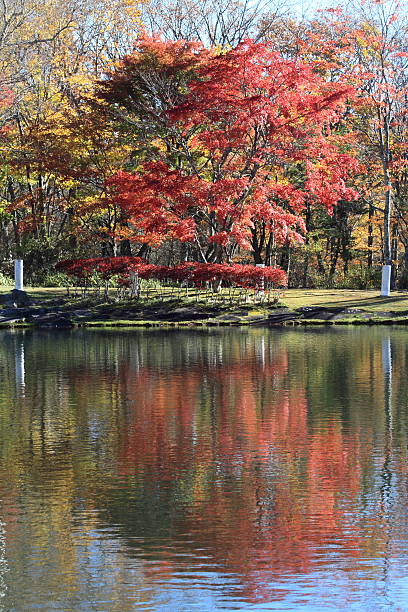 jesienne liście nad jeziorem w kiyosato highland, yamanashi, japonia - ginkgo ginkgo tree leaf water zdjęcia i obrazy z banku zdjęć