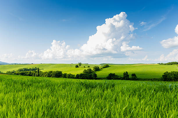 緑の丘  - landscape hill green grass ストックフォトと画像