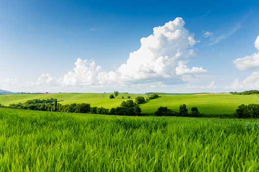 Green hill in summer