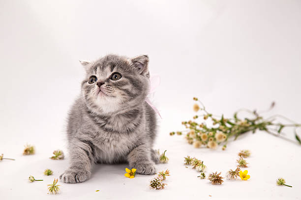istock lop-eared scottish cat. isolated on white background 625484574
