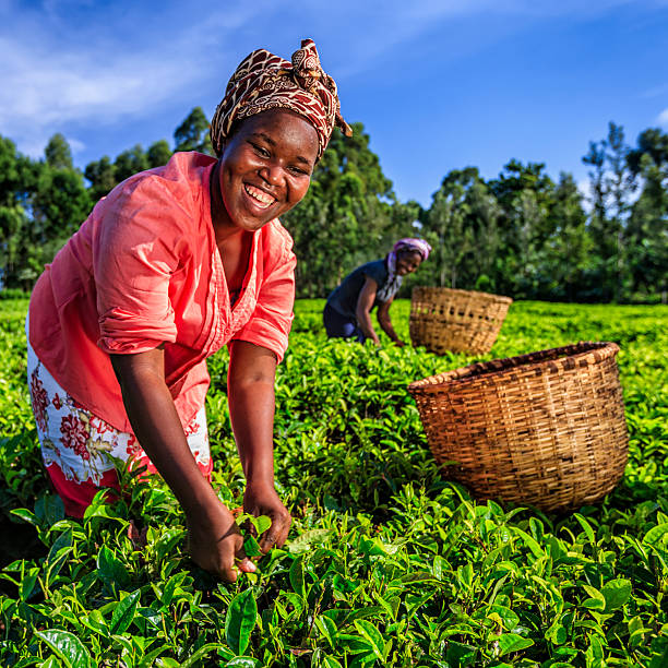 afrikanische frauen plucking teeblätter auf plantation, kenia, osten und afrika - tea crop picking agriculture women stock-fotos und bilder