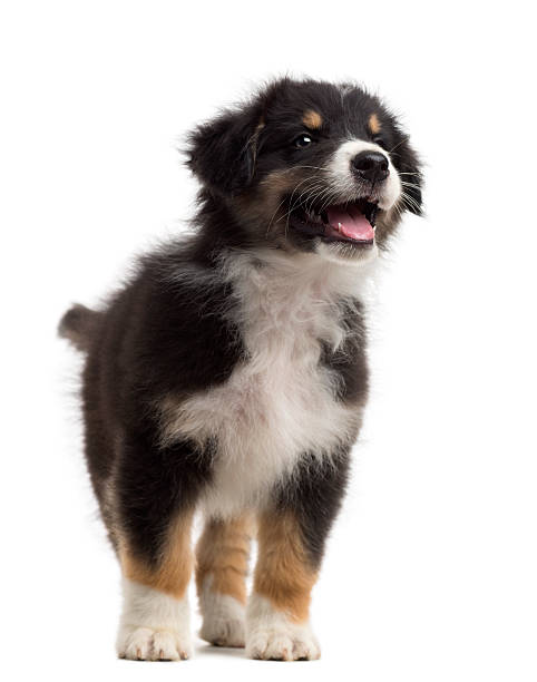 istock Australian Shepherd puppy, 8 weeks old, standing and alert 625489520