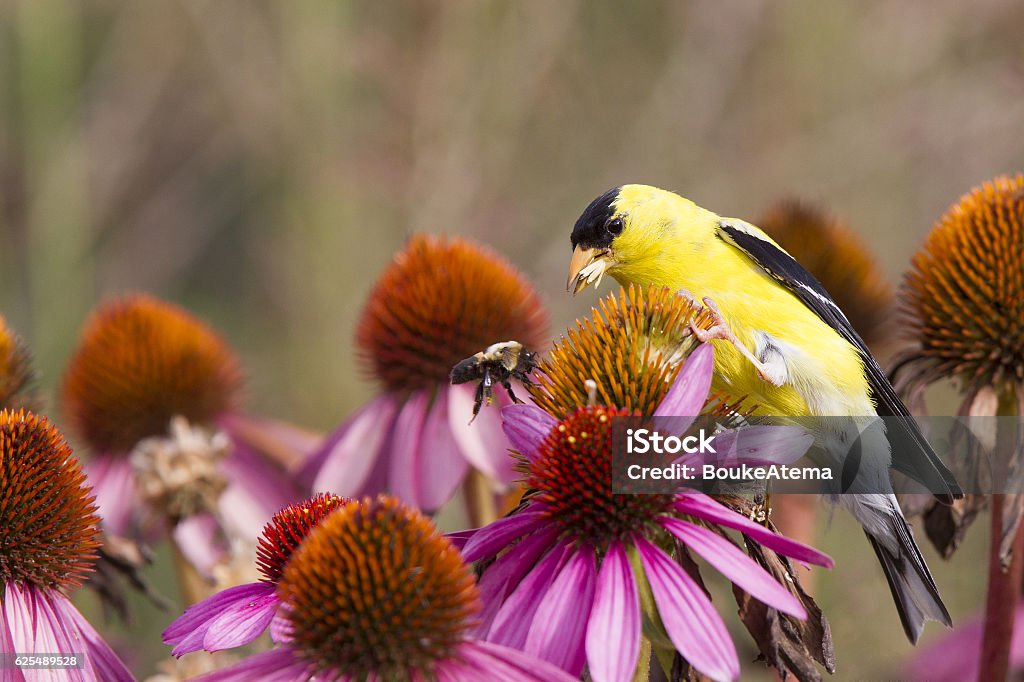 American goldfinch perched on pink flowers eating seeds. American goldfinch perched on pink flowers eating seeds chasing away a bee. Bird Stock Photo