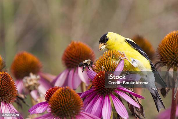 American Goldfinch Perched On Pink Flowers Eating Seeds Stock Photo - Download Image Now