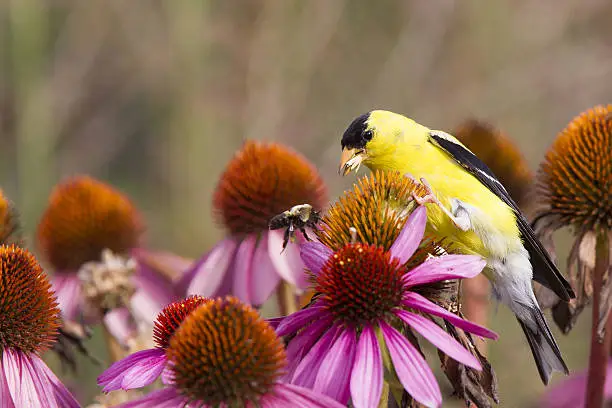 American goldfinch perched on pink flowers eating seeds chasing away a bee.