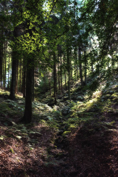 istock Mysterious dark autumn forest landscape with sunbeams 625489642