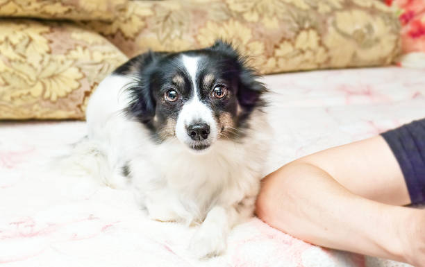 istock Black and white home dog 625489658