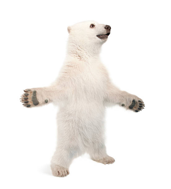 istock Polar bear cub, 6 months old, standing on hind legs 625489854